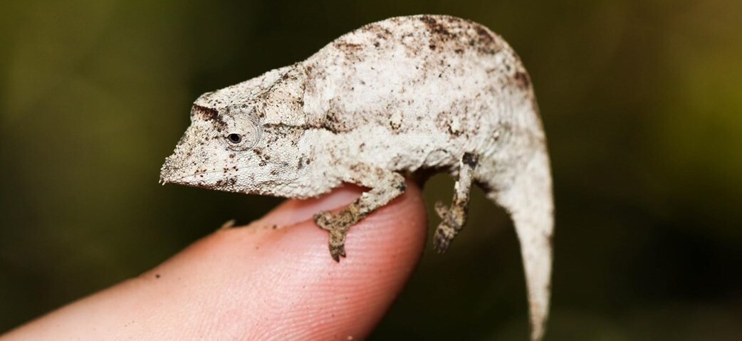 A New Species of Chameleon?