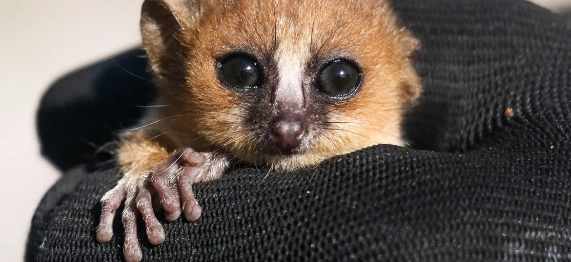 Conservation of endangered lemurs through reforestation in the Sainte Luce littoral forest, Madagascar