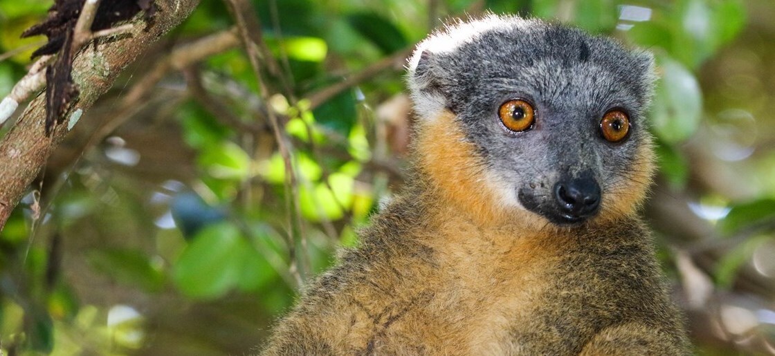 Appeal to support threatened biodiversity and ecosystems in Madagascar