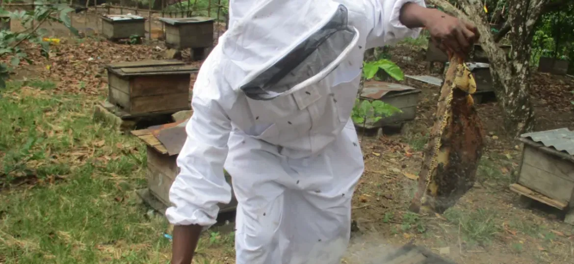 Bee Keeping Rural Livelihood Project